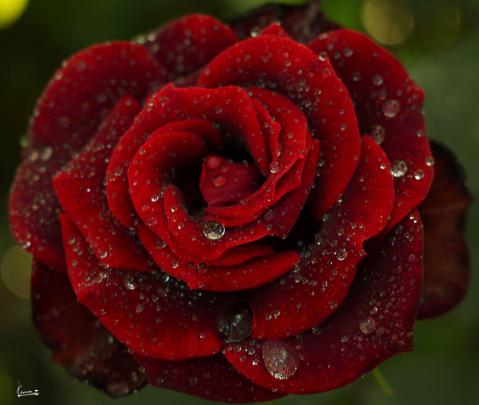 Rose Desktop Wallpaper