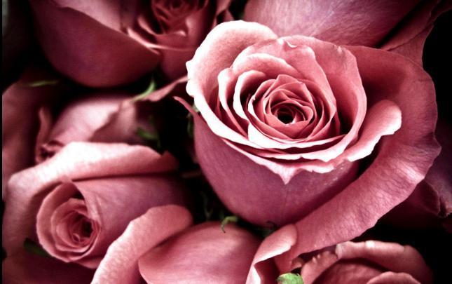 Roses Wallpapers For Desktop