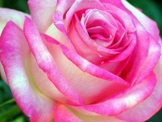 Roses Wallpapers For Desktop