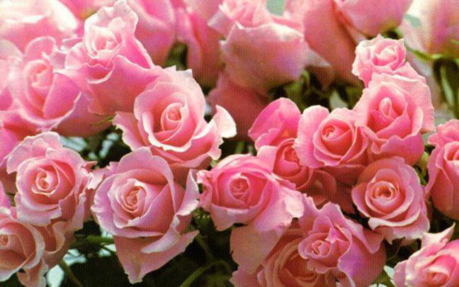 Download Roses Desktop Wallpapers Gallery