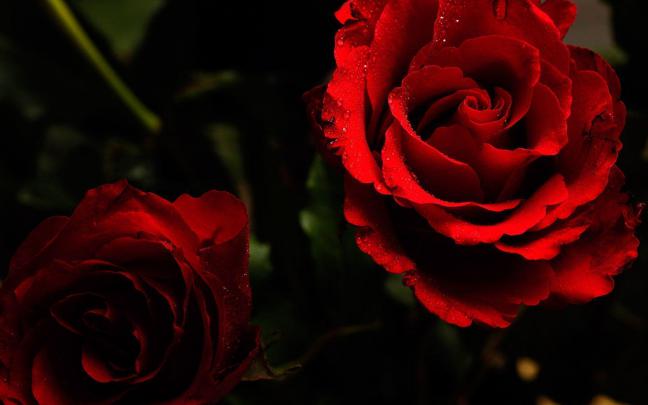 Roses Wallpapers For Desktop