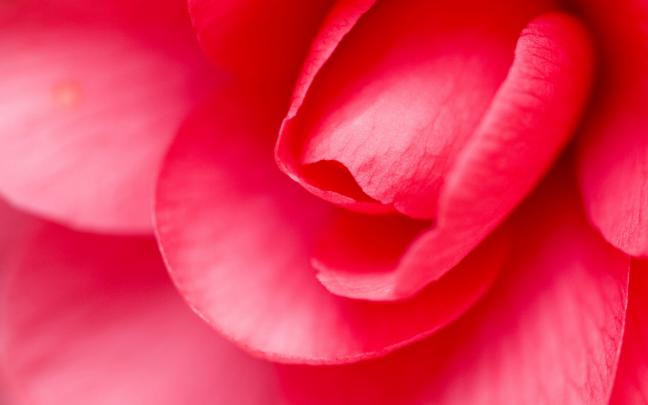 macro wallpaper rose - HD Desktop Wallpapers
