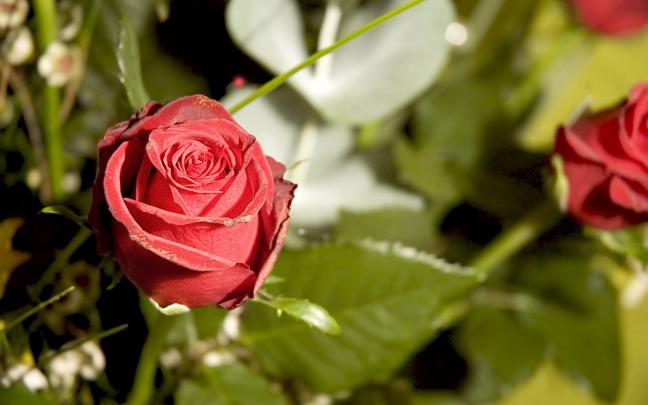 Roses Hd Wallpapers ~ Top Best HD Wallpapers for Desktop