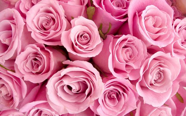 Roses Hd Wallpapers ~ Top Best HD Wallpapers for Desktop