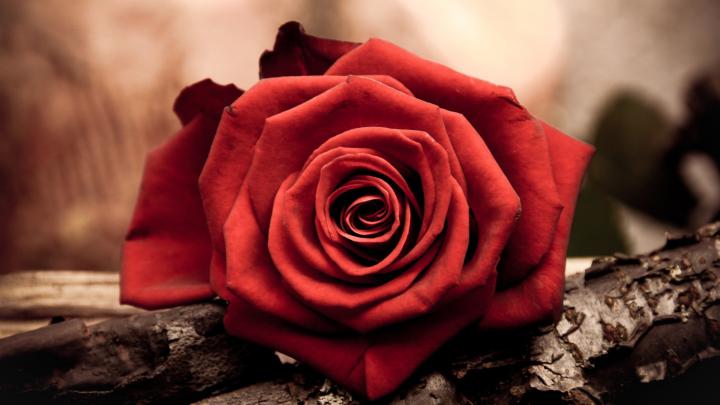 Roses Wallpaper for Desktop \u00b7\u2460 