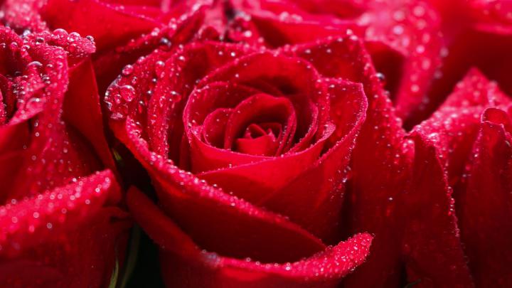 Desktop wallpaper red rose, water drops, shine, close up, hd image 