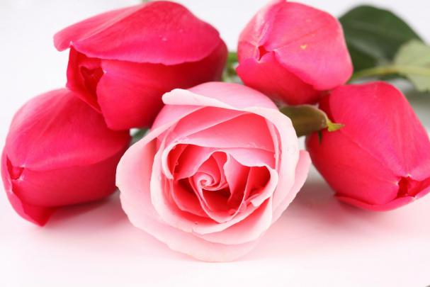 Roses Wallpapers For Desktop