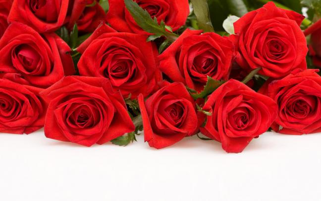 Roses Hd Wallpapers ~ Top Best HD Wallpapers for Desktop