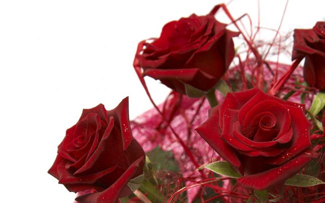 Roses Hd Wallpapers ~ Top Best HD Wallpapers for Desktop