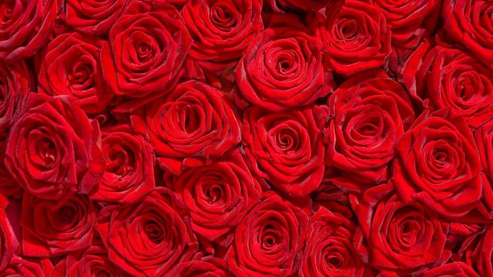 rose, Flowers, Flower, Roses, Bokeh, Landscape, Nature, Garden 