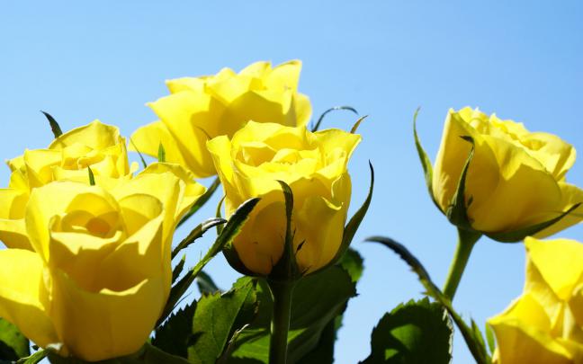 roses photos - HD Desktop Wallpapers