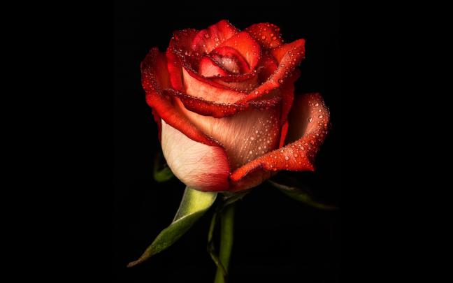 Black Roses Desktop Wallpapers