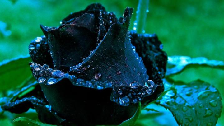 Black Rose Wallpaper HD