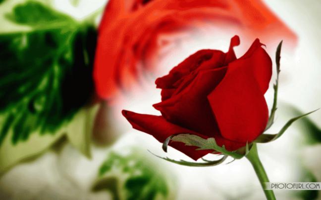 Roses Wallpapers For Desktop