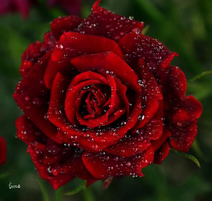 Download Roses Desktop Wallpapers Gallery