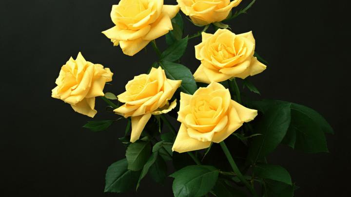 yellow rose wallpaper download - HD Desktop Wallpapers