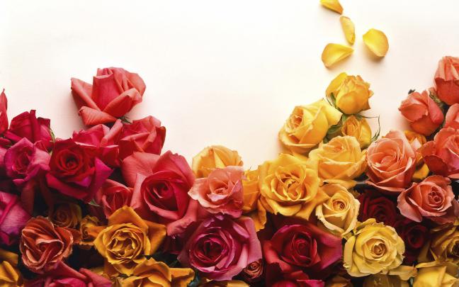 Roses Hd Wallpapers ~ Top Best HD Wallpapers for Desktop