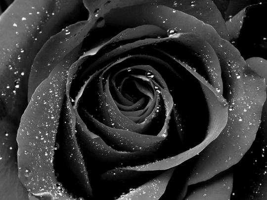 Black Rose Wallpapers
