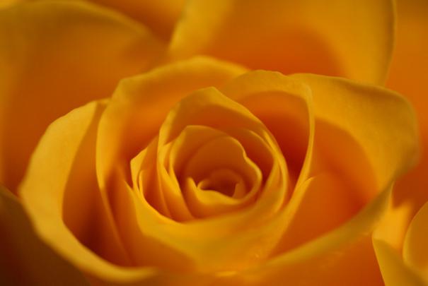 roses photos - HD Desktop Wallpapers