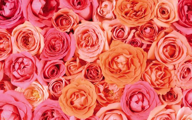 Aesthetic Rose Desktop Wallpapers - Top Free Aesthetic Rose Desktop 