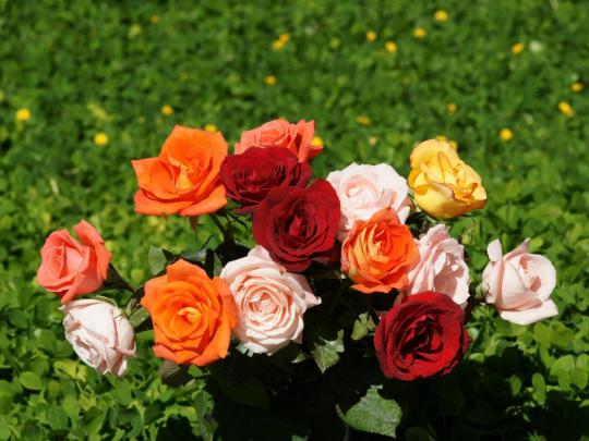 Roses Wallpapers For Desktop