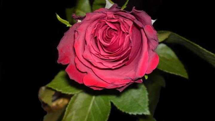 Red Rose Wallpapers, Pictures, Images