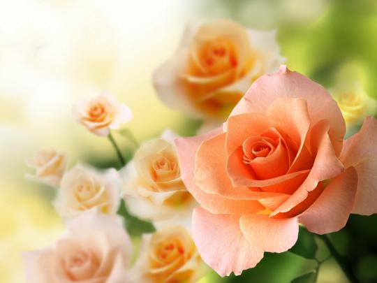 rose, Flowers, Flower, Roses, Bokeh, Landscape, Nature, Garden 