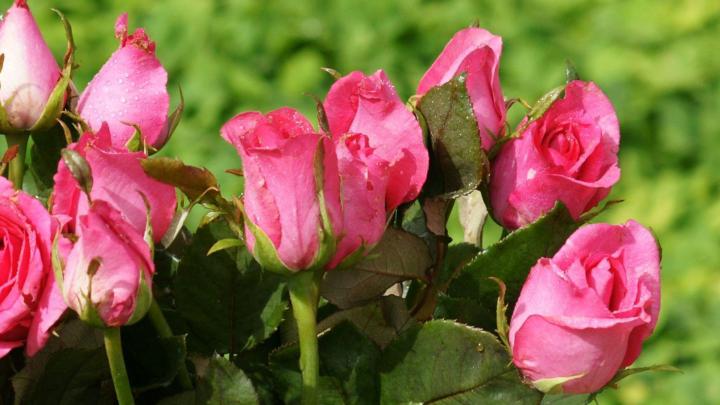 Rose Wallpapers Desktop