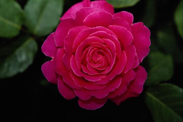 garden: Colourful Rose Wallpapers for Desktop Background