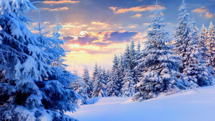 Snow Forest Wallpaper \u00b7\u2460 