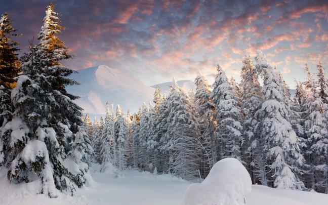 landscape, Nature, Snow, Forest Wallpapers HD \/ Desktop and Mobile 