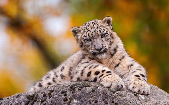 snow leopard cool wallpaper - HD Desktop Wallpapers