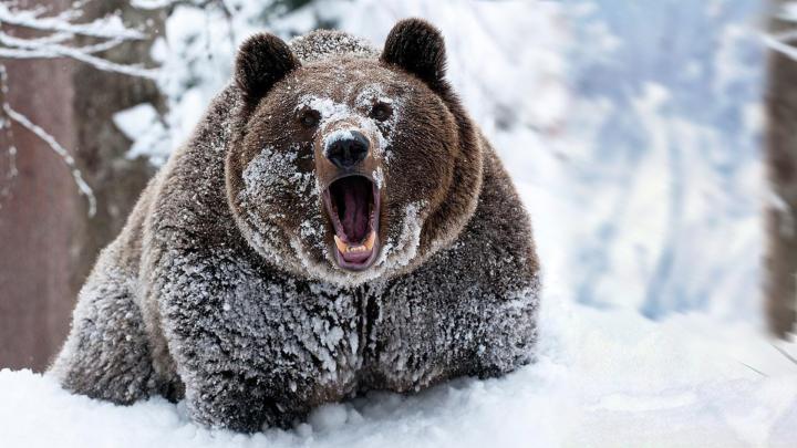 snow, Animals, Bears Wallpapers HD \/ Desktop and Mobile Backgrounds