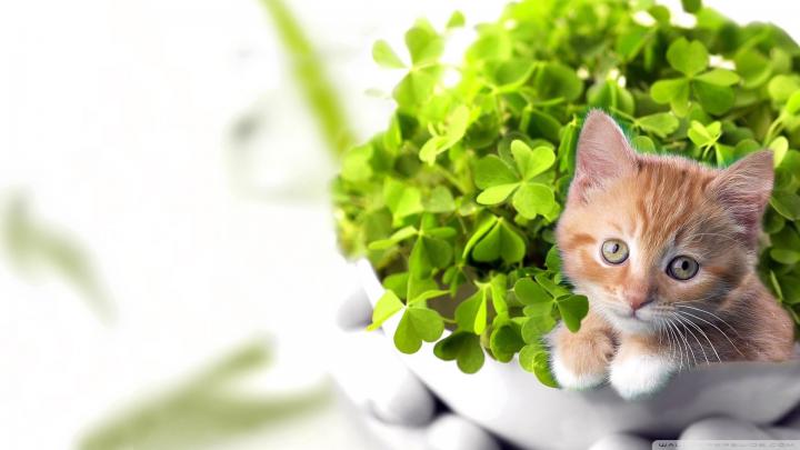 St Patricks Day Desktop Wallpaper \u00b7\u2460 