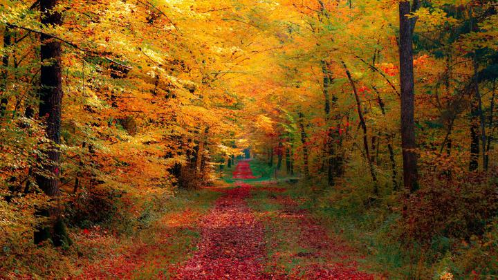 Autumn Trees Wallpaper 4K | HD Wallpaper Background