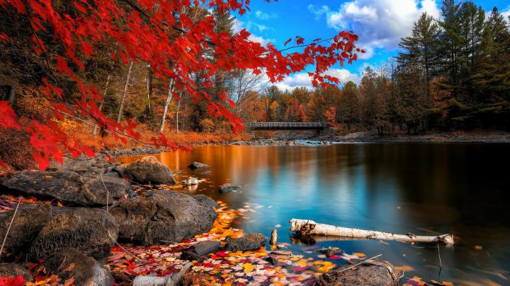 Fall Foliage, HD Nature, 4k Wallpapers, Images, Backgrounds, Photos and 