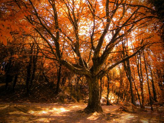 Autumn Tree 4k, HD Nature, 4k Wallpapers, Images, Backgrounds, Photos 