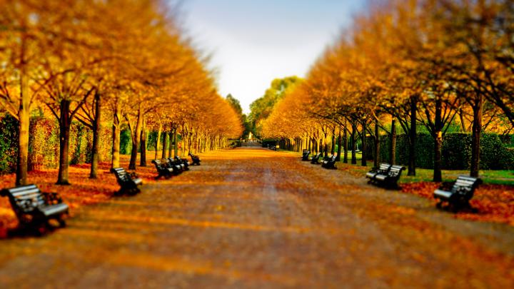 Autumn in Regents Park 4K wallpaper