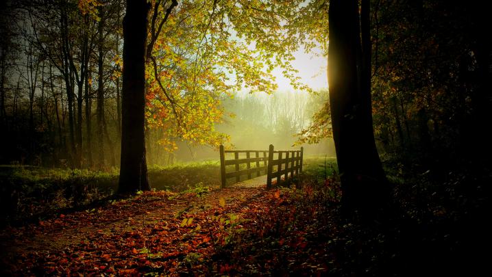 Bridge in Autumn Forest 4k Ultra HD Wallpaper | Hintergrund | 4896x2760
