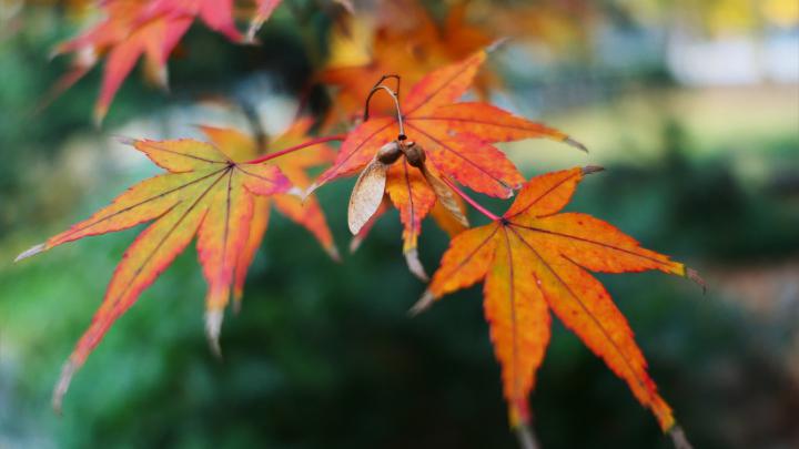 Fall Leaf Autumn Maple Golden Snitch 4k nature wallpapers, leaf 