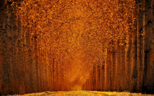 Wallpaper autumn park, 5k, 4k wallpaper, trees, leaves, Nature #11985