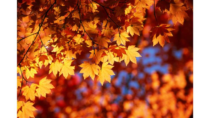 3D Fall Wallpaper (61+ images)