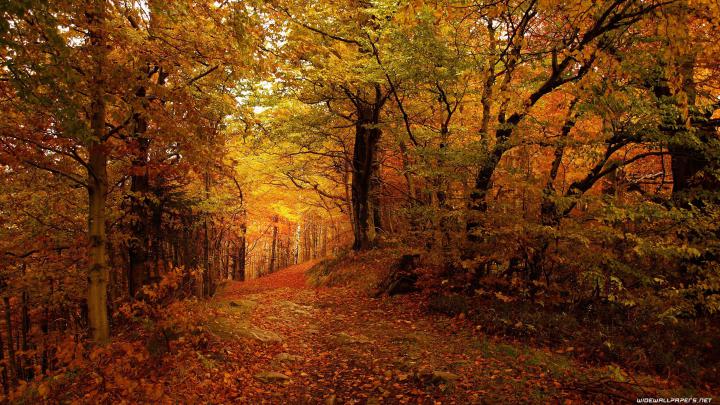 Ultra HD Autumn Wallpapers - Top Free Ultra HD Autumn Backgrounds 