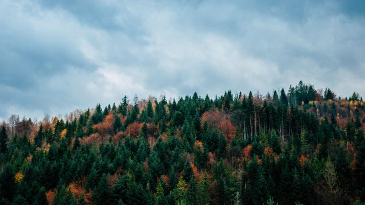 trees, sky, autumn, top 4k Trees, Sky, Autumn | Sky, Tree, Nature wallpaper