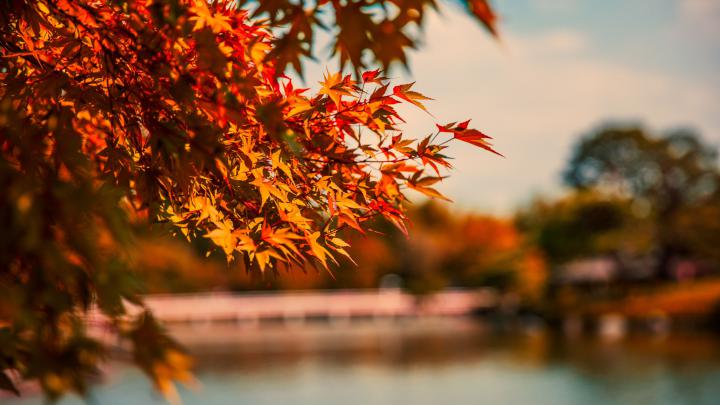 Maple Tree Autumn Lake 4k tree wallpapers, nature wallpapers, lake 