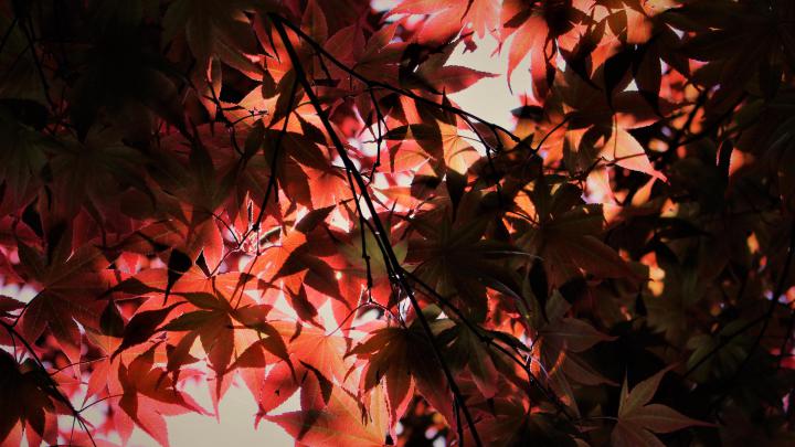 Red Autumn Season Leaves 4k season wallpapers, red wallpapers, nature 