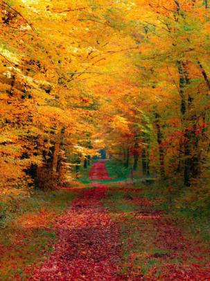 Autumn Trees Wallpaper 4K | HD Wallpaper Background