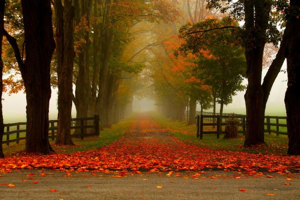 Autumn Road 4k Ultra HD Wallpaper | Background Image | 4000x2666 | 