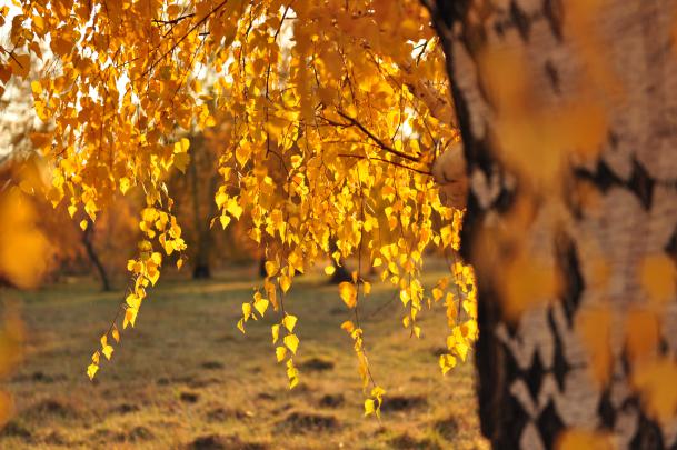 Fall 4k Ultra HD Wallpaper | Background Image | 4288x2848