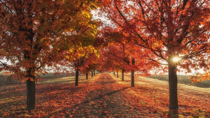 1920x1080 Autumn Fall Season Trees 4k Laptop Full HD 1080P HD 4k 